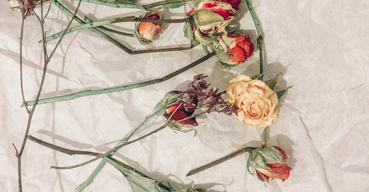 How to preserve roses with hairspray