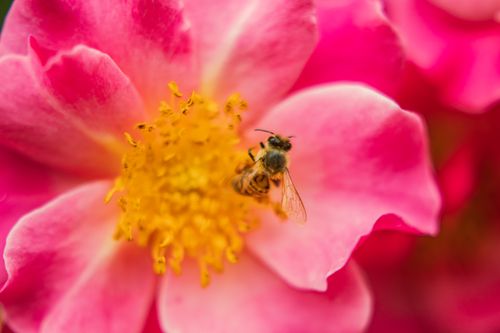 Free Close-up of a honeybee collecting nectar from a vibrant pink flower on a sunny day. Stock Photo