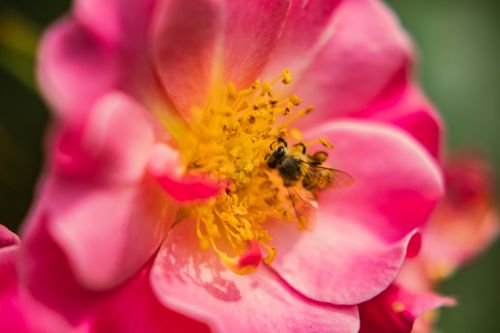 Free A detailed macro shot of a honeybee collecting nectar from a vibrant pink flower in full bloom. Stock Photo