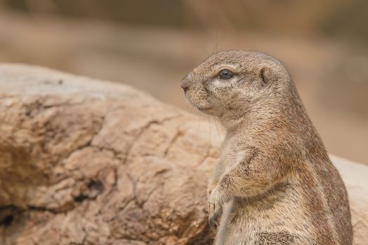 Brown Meerkat Standing on Ground during Daytime