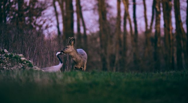 A serene scene of a deer and crane in a forest clearing at twilight, Hamburg, Germany.