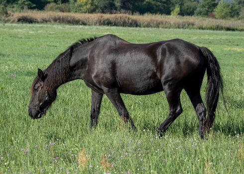 A sleek black horse peacefully grazes in a lush green meadow under a clear sky.