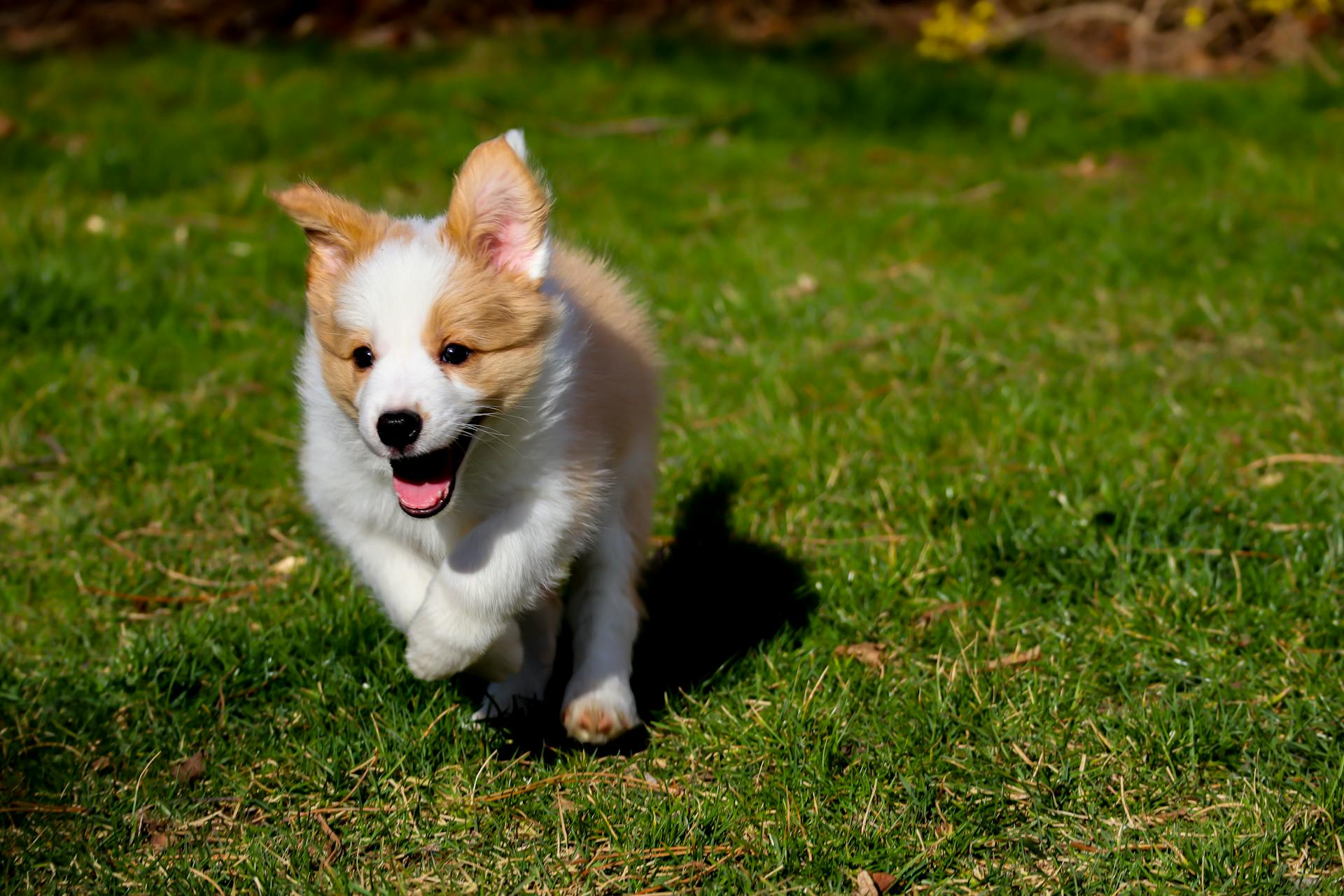 White and Brown Puppy on Green Grass