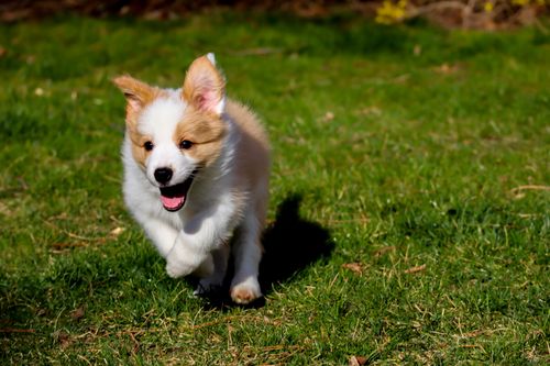 Free Cute fluffy puppy happily running on a lush green lawn during the day. Stock Photo