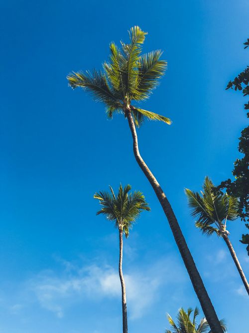 Free Tall palm trees sway under a bright blue sky in Cumuruxatiba, Brazil. Stock Photo