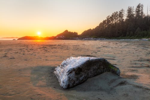 Immagine gratuita di acqua, alba, albero