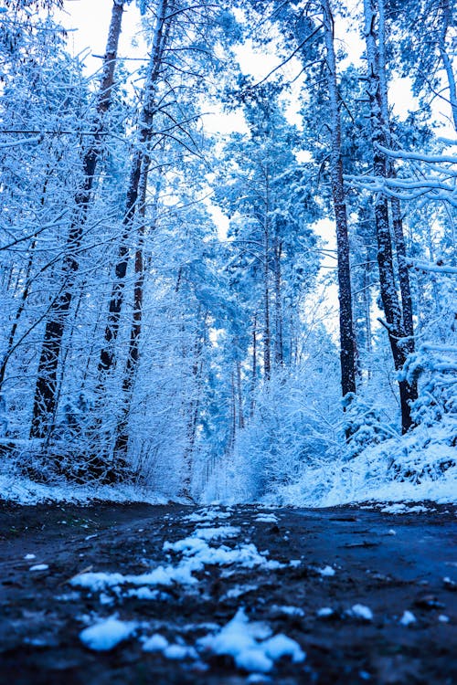 Fotos de stock gratuitas de bosque, carretera, cielo azul