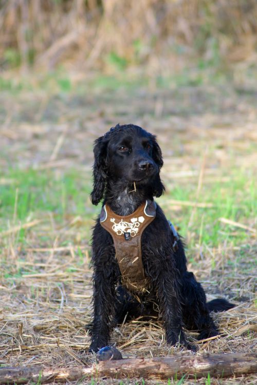 Free Photograph of a wet black Cocker Spaniel sitting in a grassy meadow. Stock Photo