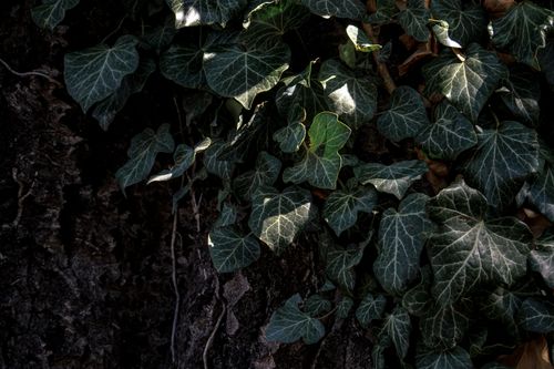 Free Detailed shot of lush green ivy leaves growing on a rugged tree trunk, in natural lighting. Stock Photo