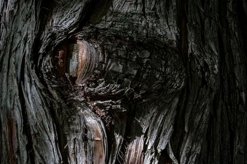 Free Detailed close-up of tree bark showing a textured and weathered surface. Stock Photo