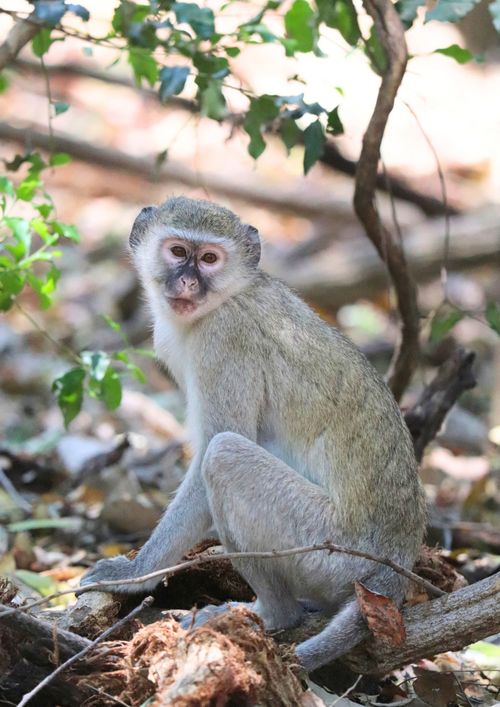 Free Vervet monkey sitting on forest floor surrounded by greenery. Stock Photo