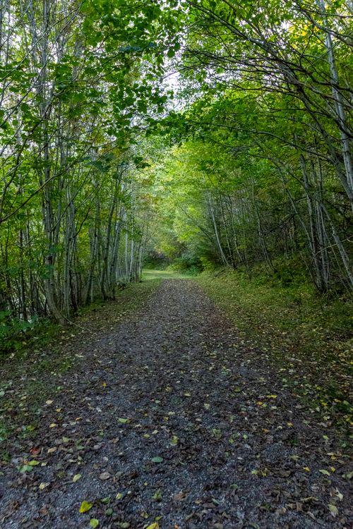 Free Tranquil forest pathway surrounded by lush green trees, inviting a peaceful walk. Stock Photo
