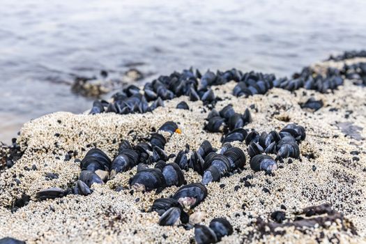 墨尔本海岸的沙滩上，黑色贝壳的特写映衬着温柔的海浪背景