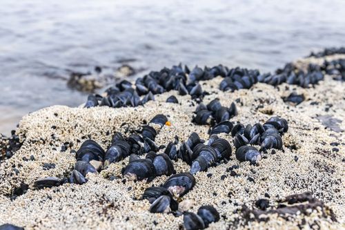 Free Close-up of black seashells on a sandy Melbourne beach shore with gentle ocean waves in the background. Stock Photo