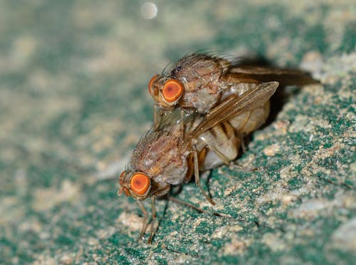 Botfly Mating Close Up Photography