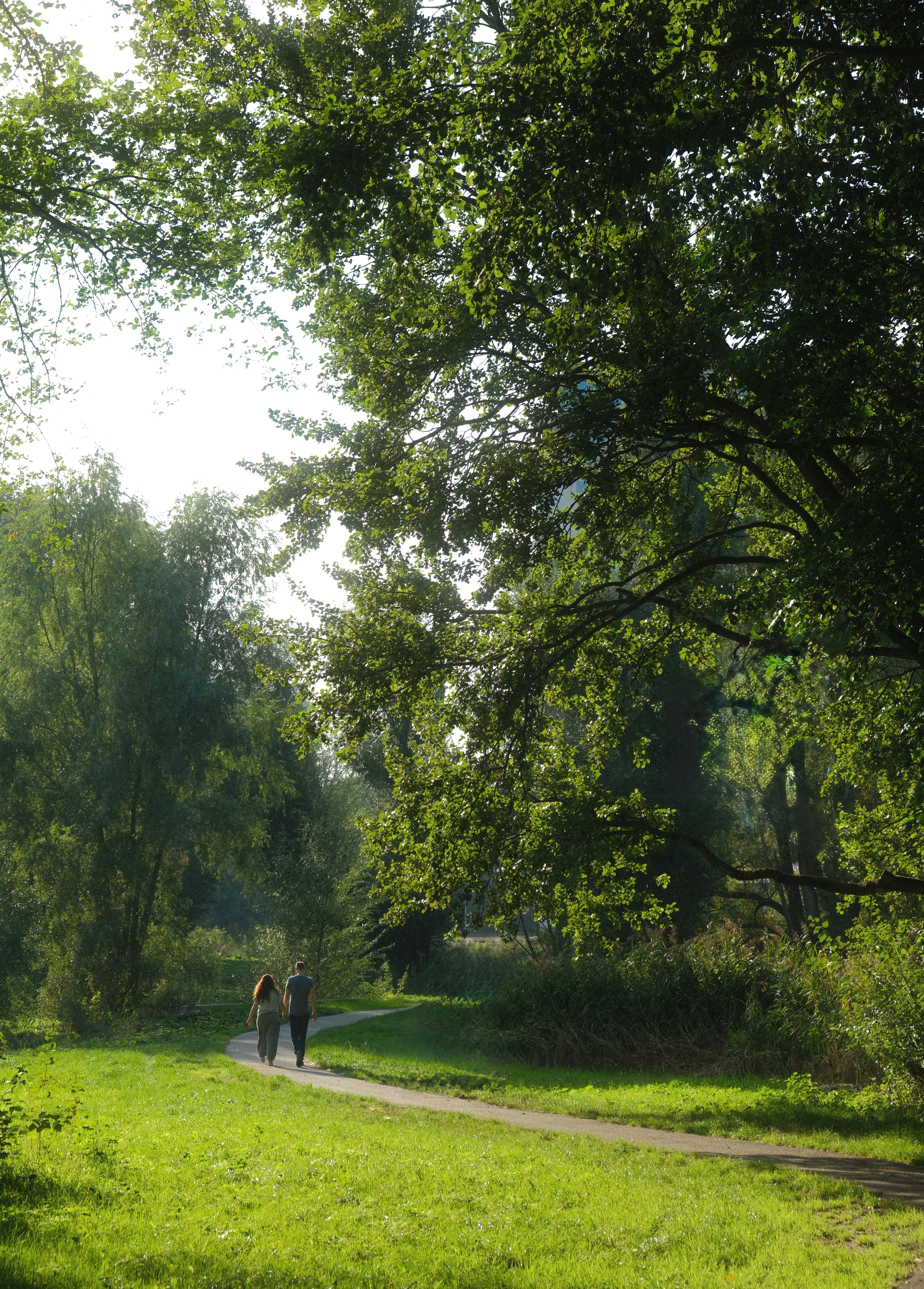 A serene scene of a couple walking down a sunny forest pathway surrounded by lush greenery.