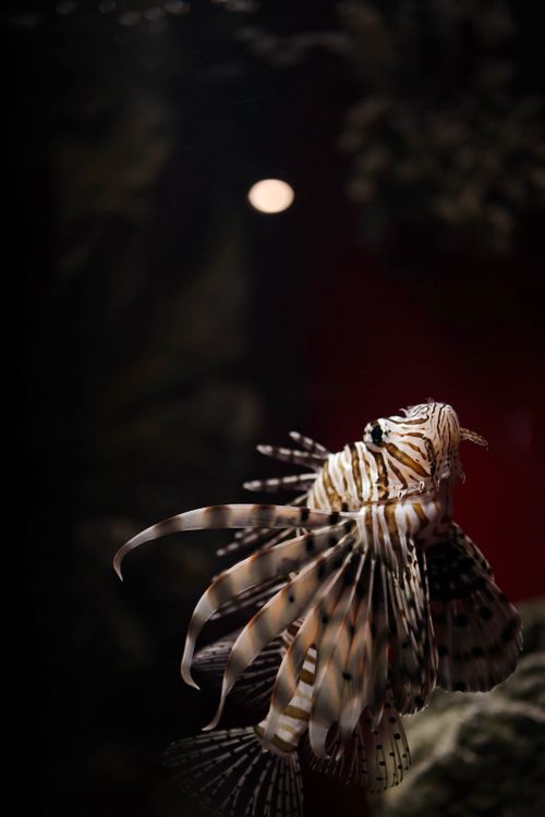 Free Close-up of a lionfish showcasing its distinctive striped fins in a dark aquarium environment. Stock Photo