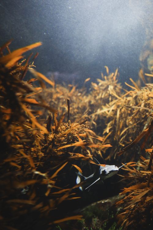 Free A captivating underwater view of a kelp forest with fish in Cape Town, South Africa. Stock Photo