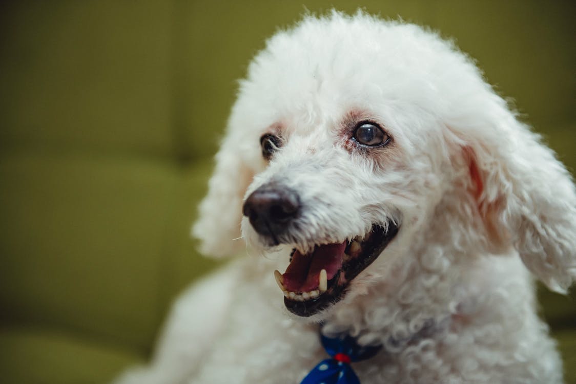 Poodle Poodle