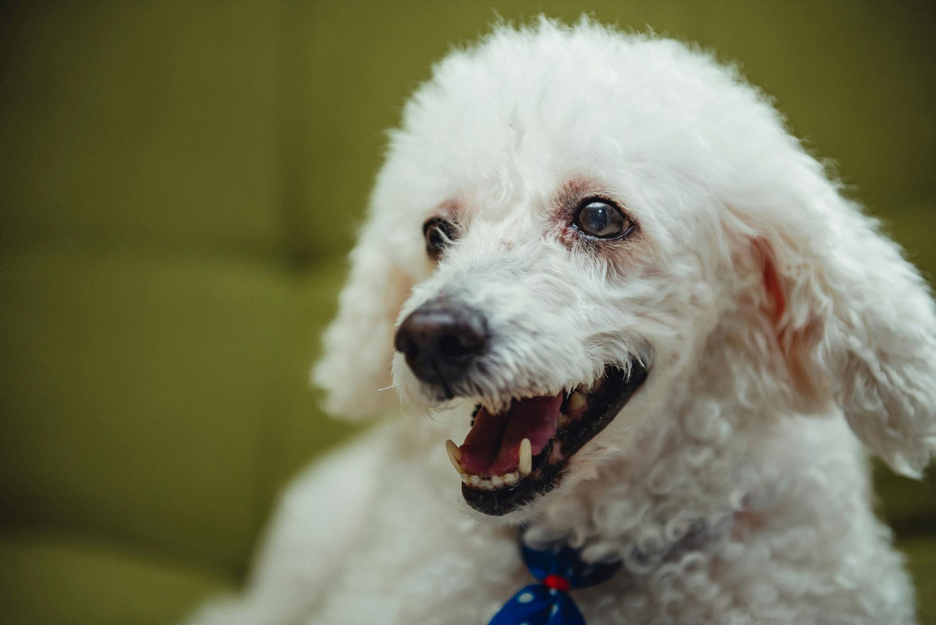 White Poodle Puppy With Blue Collar