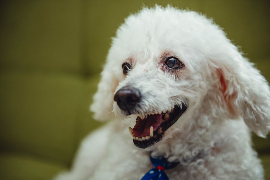 Adorable white poodle with a blue collar
