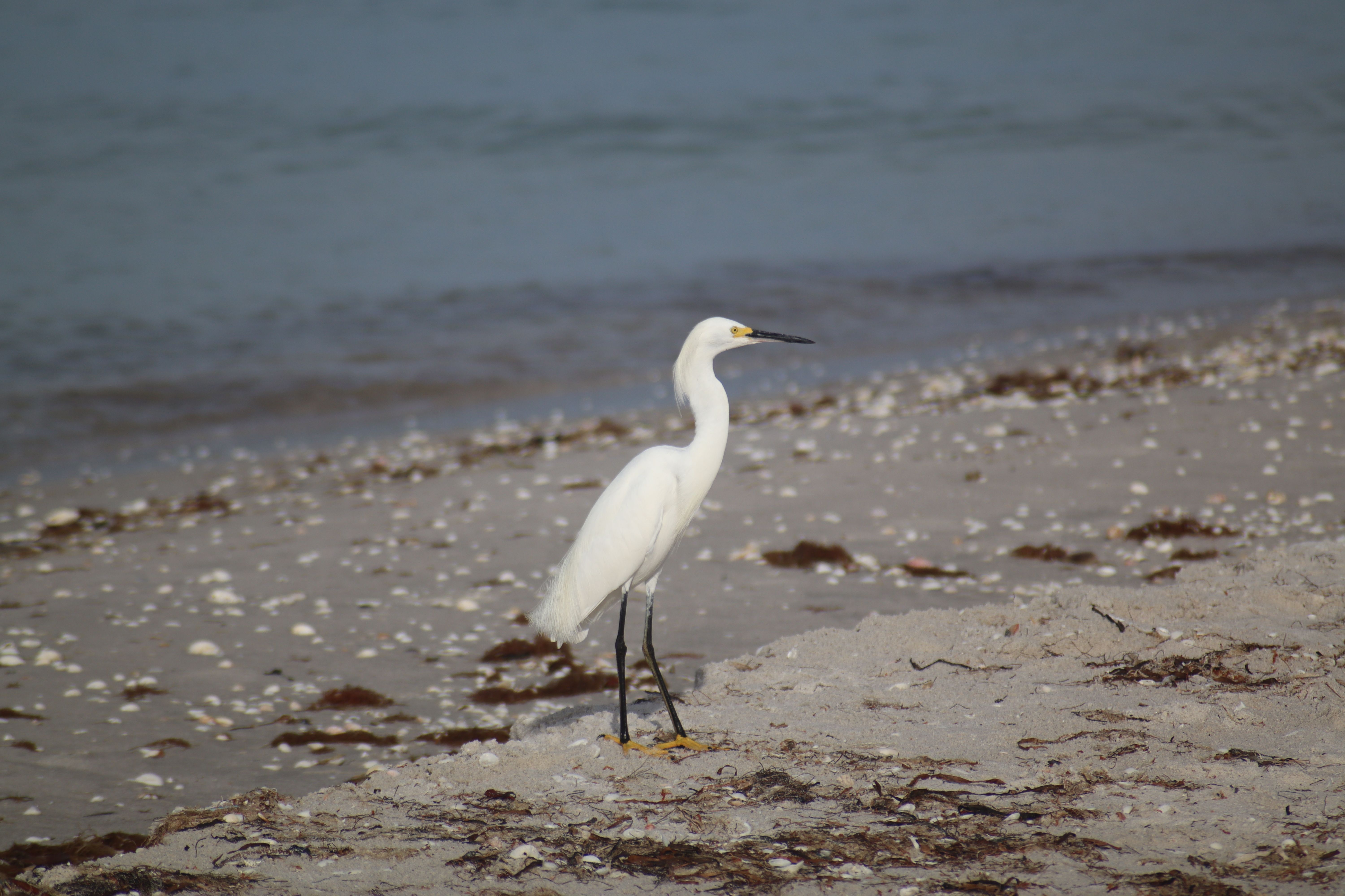 A graceful snowy egret standing on a sandy beach by the ocean.