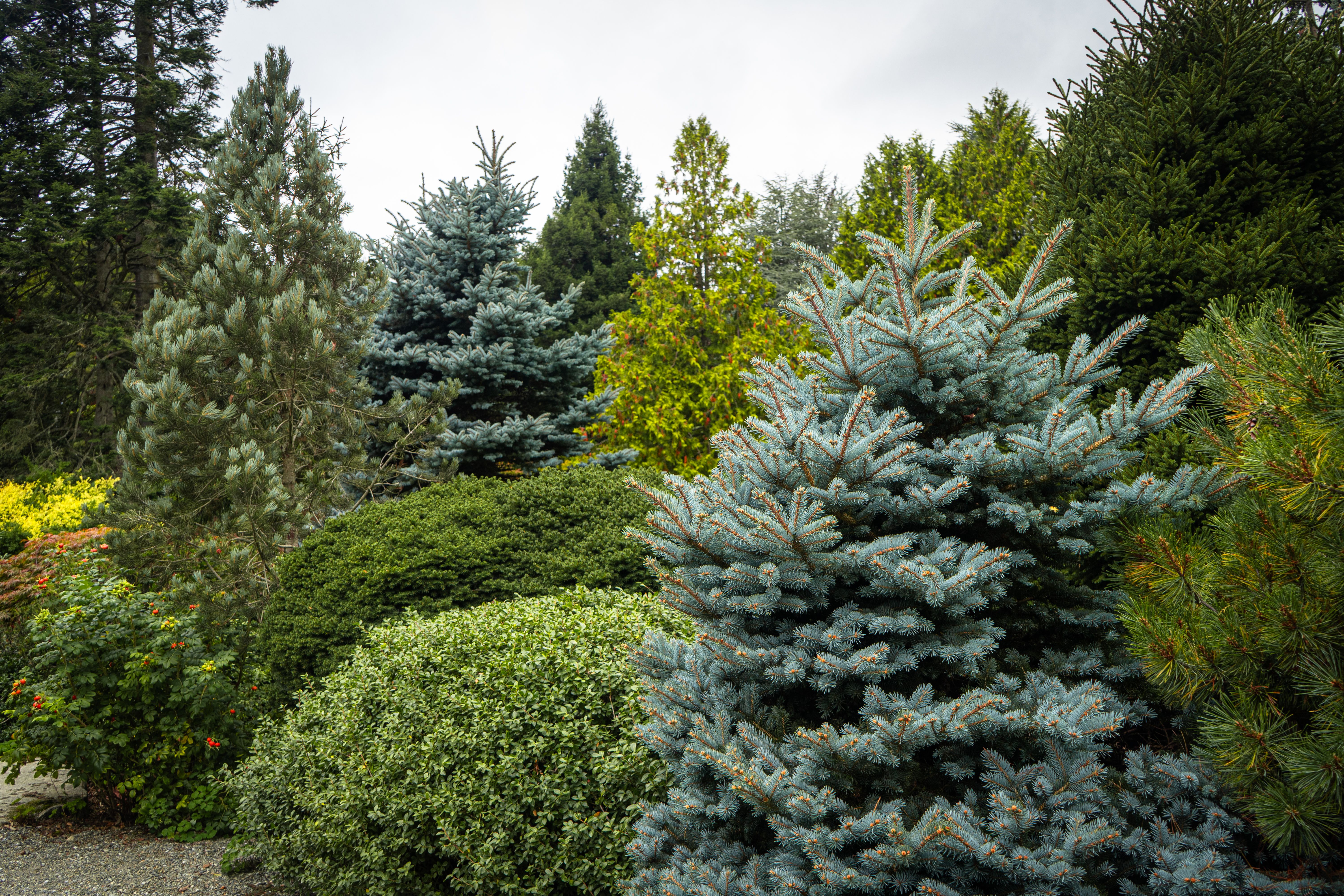 Dense evergreen shrubs forming a layered green screen