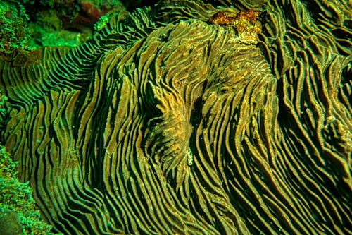 Close-up Photo of a Green Coral Underwater