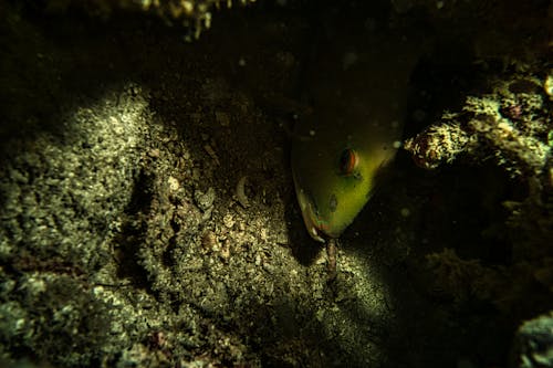 A Fish Hiding Behind Corals