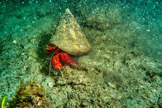 Colorful hermit crab navigating the sand beneath Jakarta's ocean, showcasing marine life.