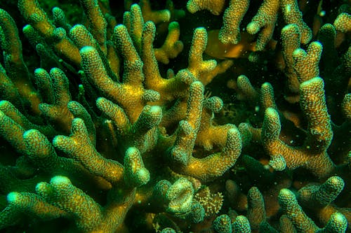бесплатная зелено желтый коралловый риф Стоковое фото