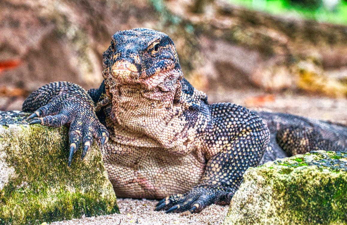 Black and Brown Reptile on Green Grass