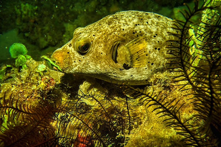 Green And Black Fish In Water