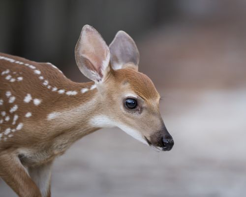 Free Adorable close-up of a spotted fawn, providing a glimpse into the natural beauty of wildlife. Stock Photo