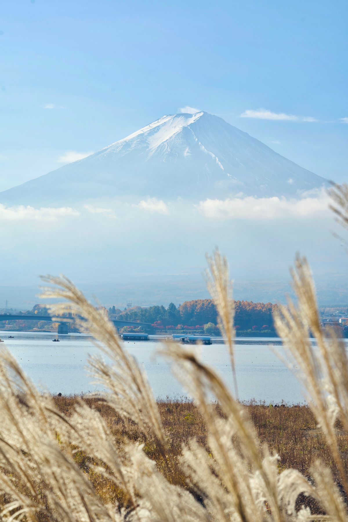 富士山とすすきの原