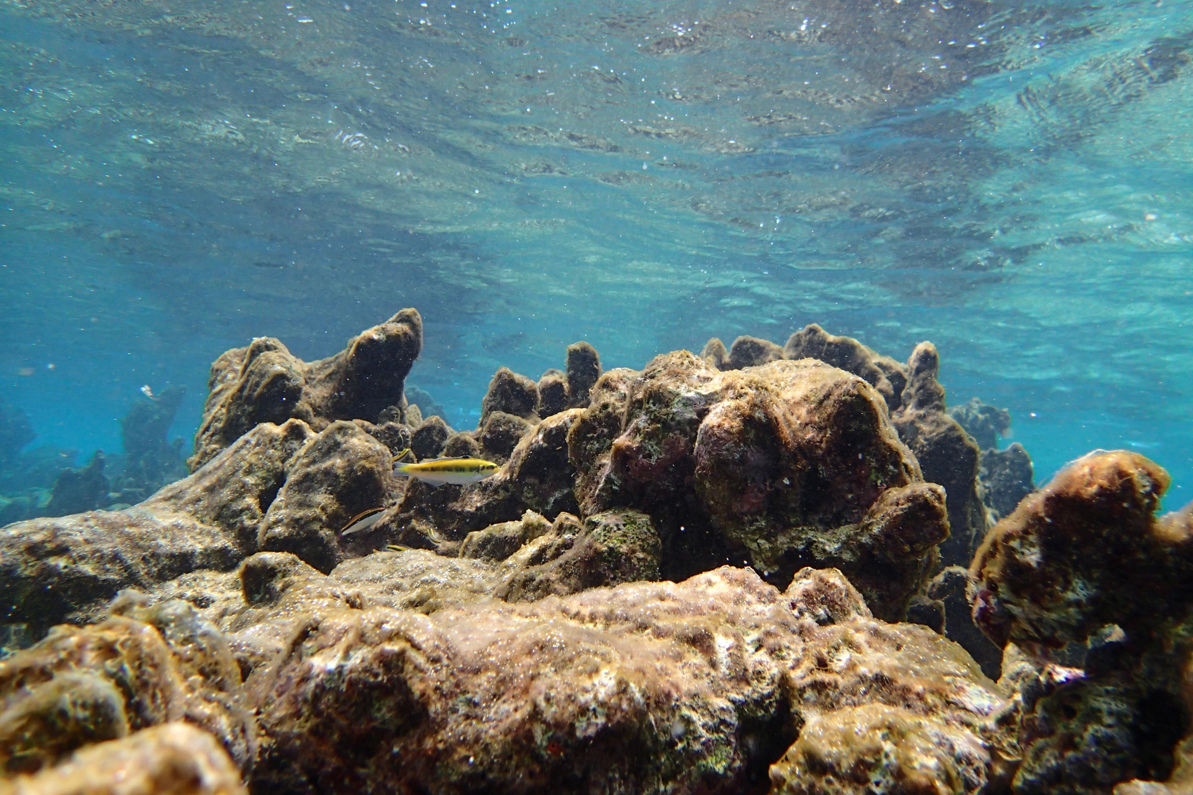 Peixes tropicais nos costões rochosos