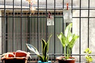 Green Plants on Brown Clay Pots