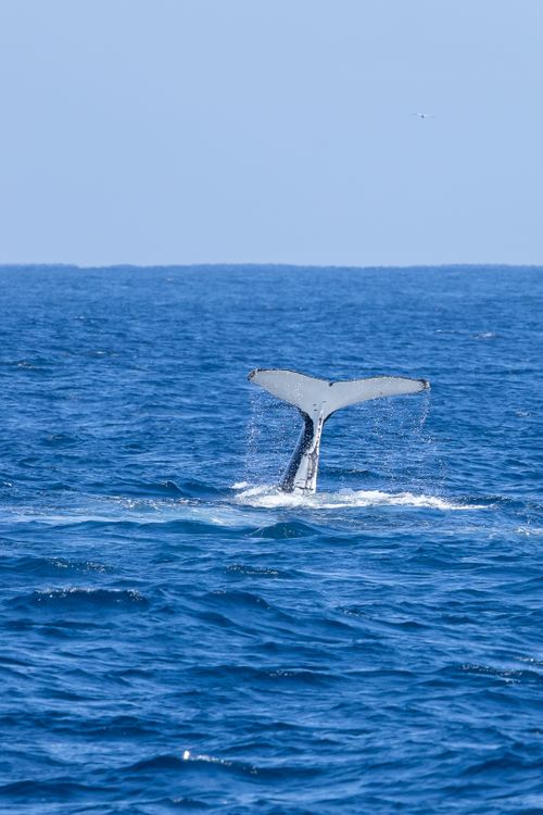 Free A majestic humpback whale tail surfacing in the ocean off New South Wales, Australia. Stock Photo