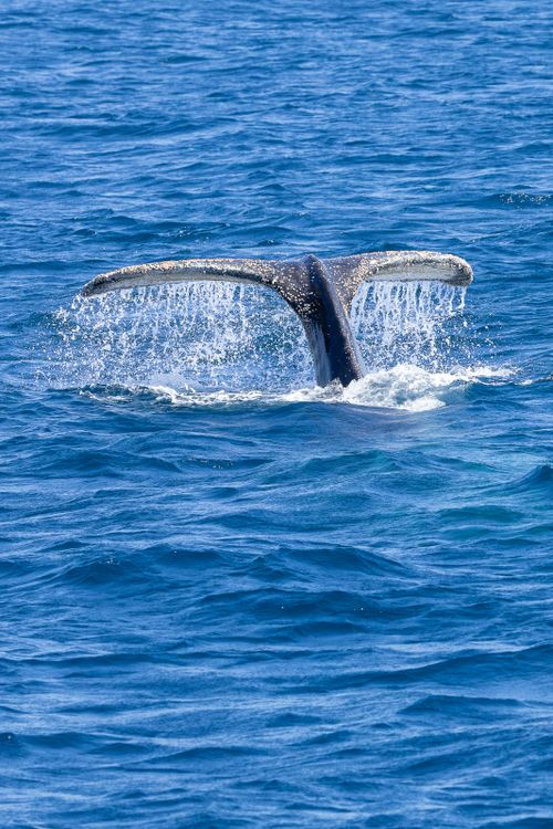 Free Close-up of a humpback whale's tail in the ocean off New South Wales, Australia, during the day. Stock Photo