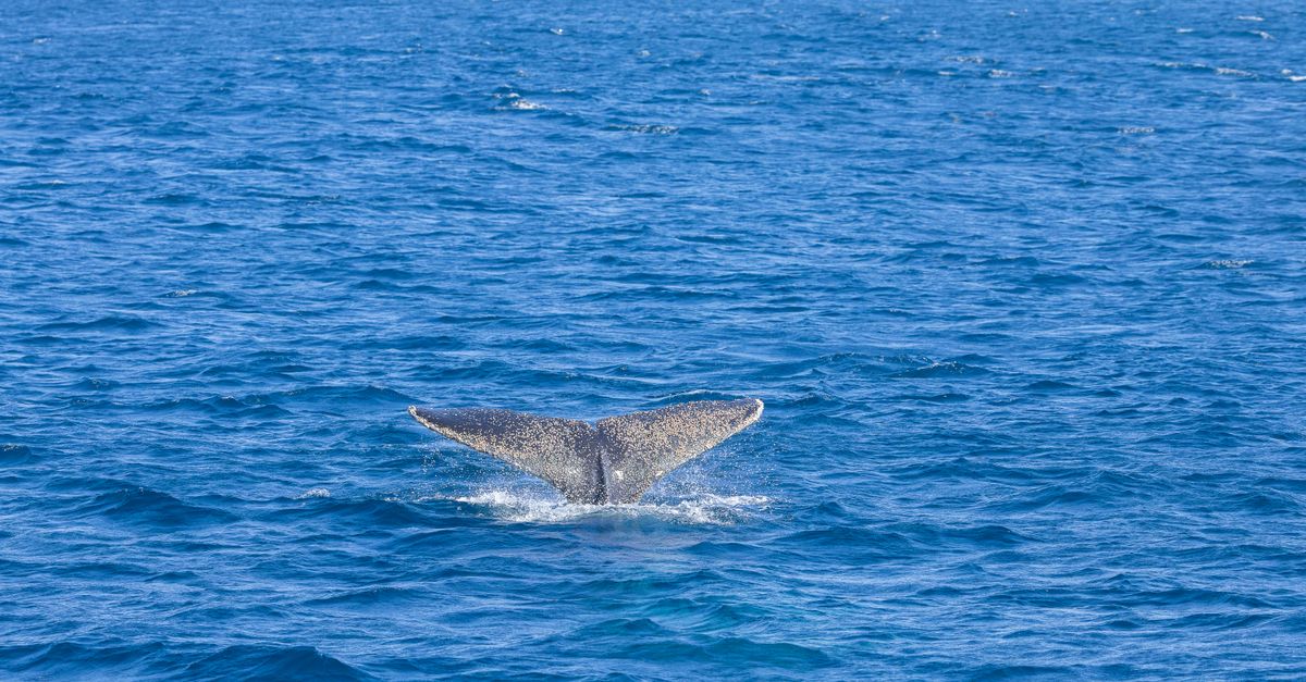 Pygmy Blue Whale Night Calls May Signal Feeding Times Off Western Australia