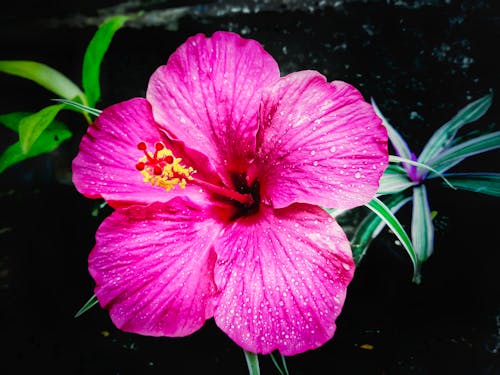 Ilmainen kuvapankkikuva tunnisteilla hibiskus, kaunis kukka, kotipuutarha
