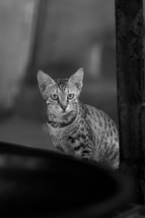 Free Black and white portrait of a cat with an intense gaze in an indoor setting. Stock Photo