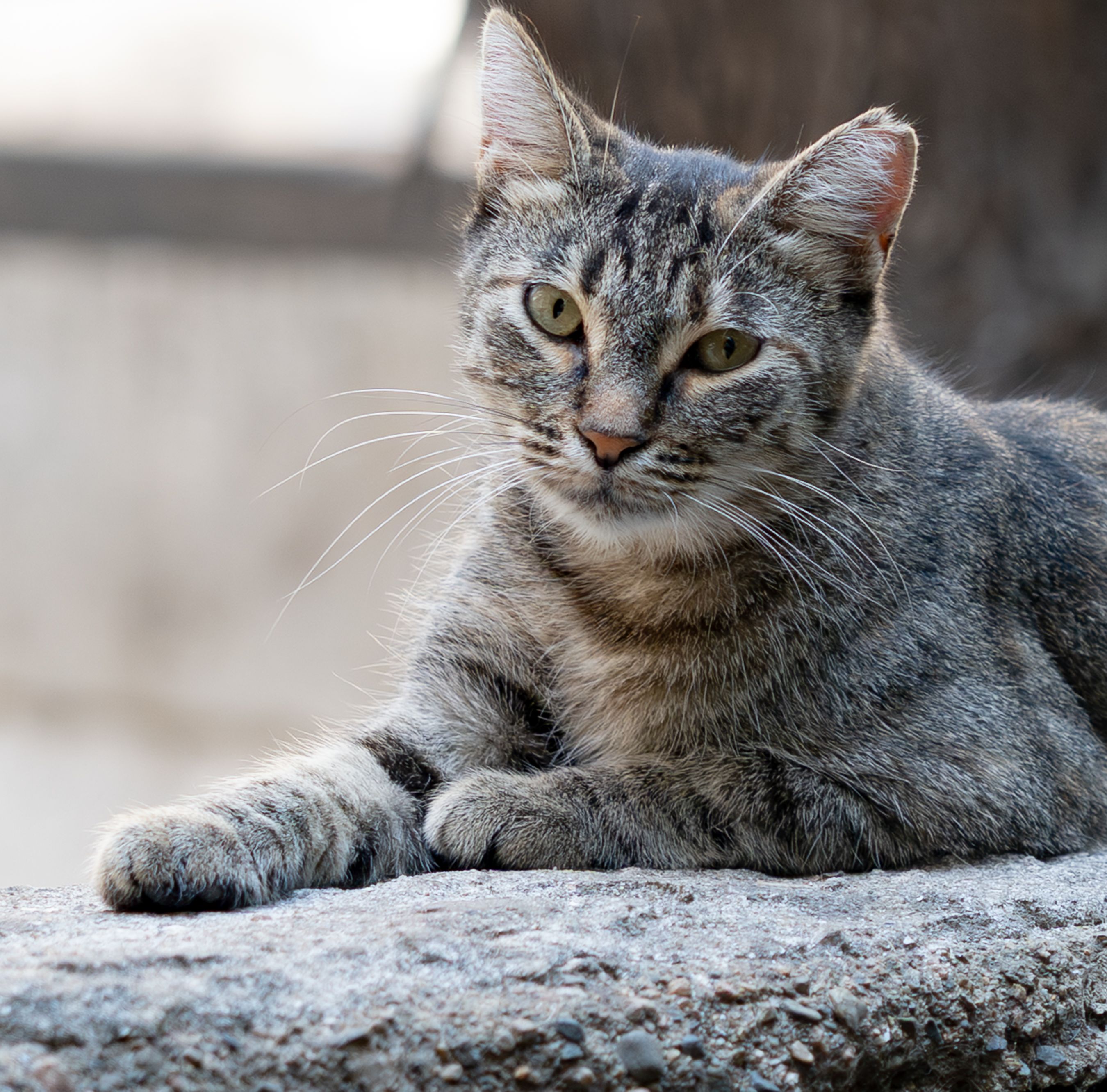 Close-up of a calm tabby cat resting on a stone outdoors, capturing its serene gaze.