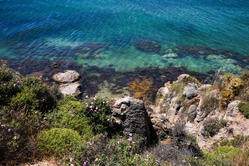 Free Explore the serene turquoise waters and vibrant coastal flora on a sunny day. Stock Photo