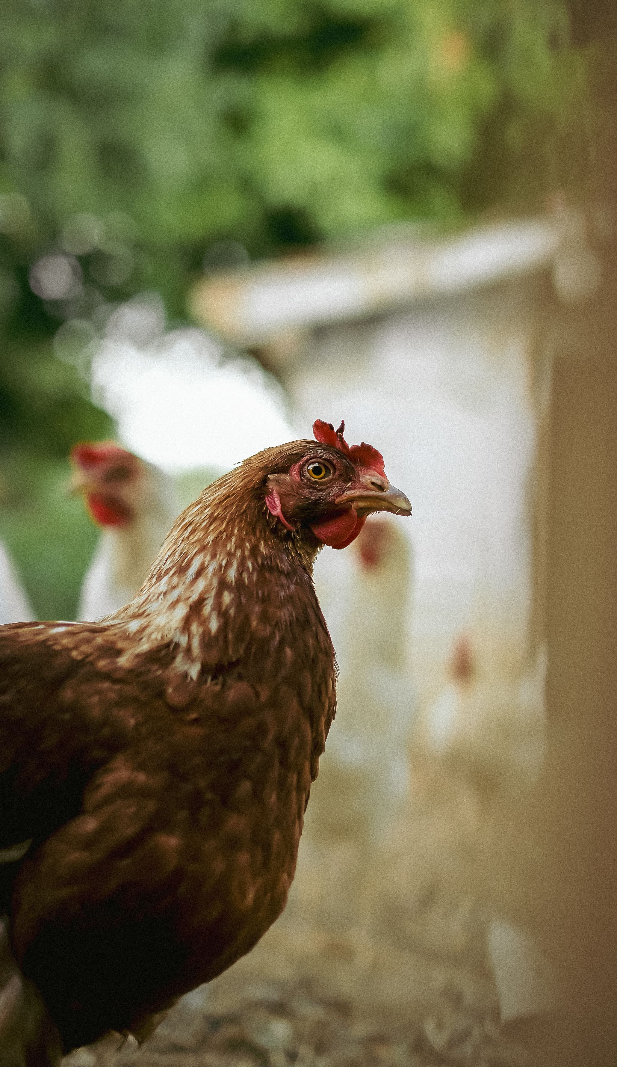 Fotomural Una vista detallada de un pollo en una granja en Battalgazi, Türkiye.