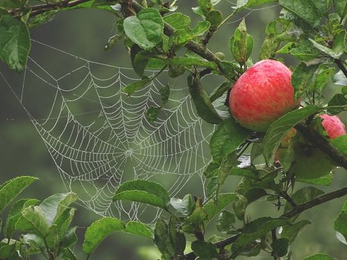 Free Close-up of a spider web with dew on an apple tree branch in a lush orchard. Stock Photo