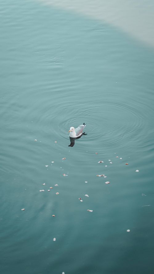 Free A serene image of a seagull floating on calm turquoise water, surrounded by small ripples. Stock Photo