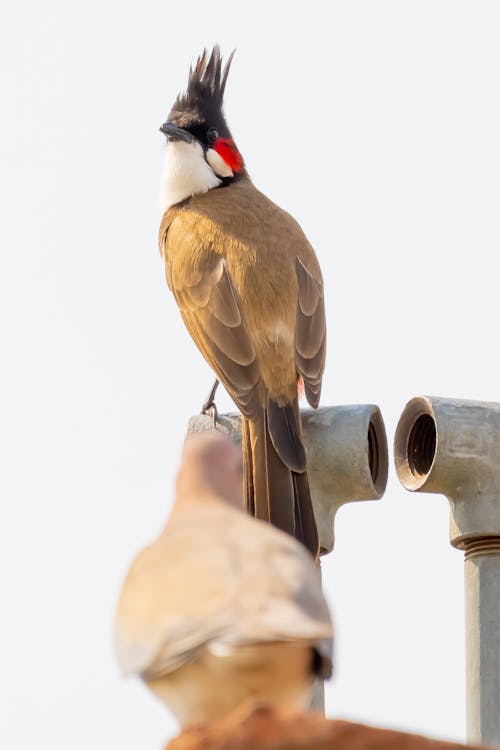 Gratis Burung Coklat Dan Hitam Pada Batang Pipa Metal Foto Stok