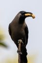 Black Bird on Brown Metal Bar