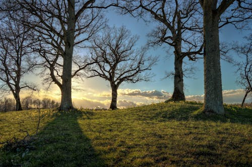 Безкоштовне стокове фото на тему «гілки, дерева, з підсвіткою»